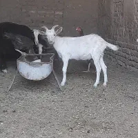 بزغاله سانن نر .بزغاله