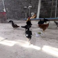 جوجه لاری