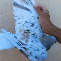 کبوتر  هفت رنگ  لطفا اگهی کامل خوانده شود