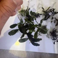 گیاه اکواریوم باسفلاندرا بوسفلاندرا انابیاس|ماهی|تهران, بریانک|دیوار