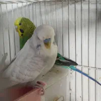 مرغ عشق انگلیسی باجیگار
