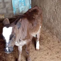 گاو|حیوانات مزرعه|یاسوج, |دیوار