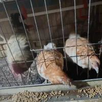 لاکندزی|حیوانات مزرعه|اصفهان, ارداجی|دیوار