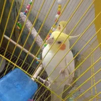 یک جفت عروس هلندی اهلی