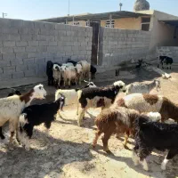 بره و کهره و بز|حیوانات مزرعه|بندر گناوه, |دیوار