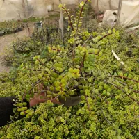 حراج کراسولا خرفه ایی