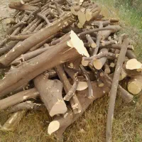 خریدارمرکبات ریشه مرکبات اکالیتوس وغیره|خدمات باغبانی و درختکاری|دوگنبدان, |دیوار