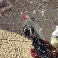 خروس بومی|حیوانات مزرعه|داران, |دیوار