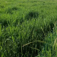 زمین|فروش زمین و ملک کلنگی|سیوان, |دیوار