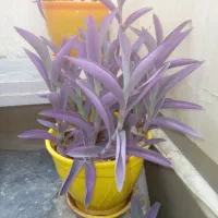 گل برگ بیدی