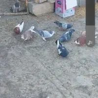 خوشرنگ سینهای پلاکی|پرنده|مبارکه, |دیوار