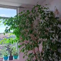 بنجامین ۲.۸۰ متری