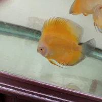 تعداد ۱۲ عدد دیسکس نژاد دار ۴ تا ۶ اینچ(معاوضه )