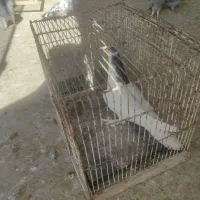 دمگیر و طوقی|پرنده|برخوار, |دیوار