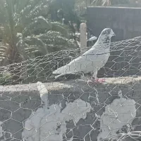 کله دم سبز نر