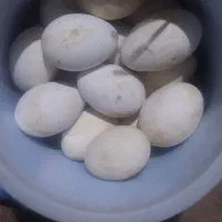 تخم غاز سالم وتازه