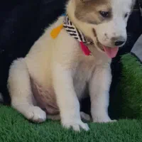 سگ آلابای اصیل|سگ|تهران, پامنار|دیوار