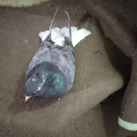 کبوتر دم سفید|پرنده|سوسنگرد, |دیوار