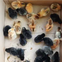 جوجه یک روزه نژاد گلین لری