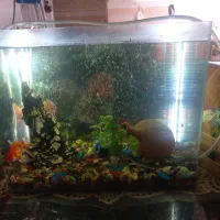 اکواریوم با تعدادی ماهی