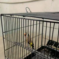 سهره|پرنده|بهارستان, |دیوار