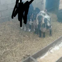 بزغاله دورگ پاکستانی ماده|حیوانات مزرعه|سده (خراسان جنوبی), |دیوار