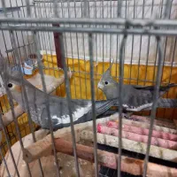 جوجه عروس هلندی ۵۰ ، ۶۰ روزه