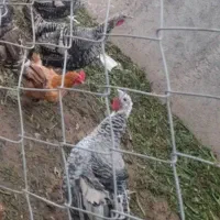 بوقلمون درشت وجوان