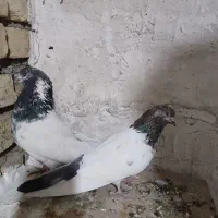 کبوتر کله دم سبز|حیوانات|همدان, |دیوار