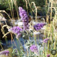 عرقیجات گیاهی