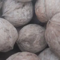 گردو آبسرده|حراج|بروجرد, |دیوار