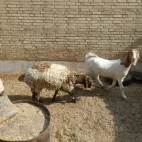 گوسفند دورگ ترکی افشاری|حیوانات مزرعه|یزد, |دیوار