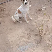 سگ گله|سگ|ماهان, |دیوار