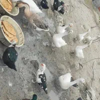 قوقاز لیندا قو قاز افریقای