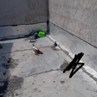 پرنده ککیلی