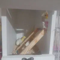 ۳ عدد عروس لوتنیو هلندی دو تا نر یک ماده|پرنده|گلبهار, شهر جدید گلبهار|دیوار