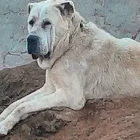 واگذاری یه جفت سگ افغان نر وارداتی .اگهیبخان .