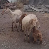 گوسفند بره دار|حیوانات مزرعه|مشگین شهر, |دیوار