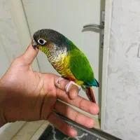 گرینچیک نر اهلی