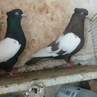 کفتر پرشی سینه هفت رنگ سیاه کله زاغ دم سفید کرواتی