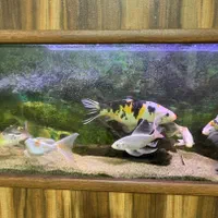 فروش ماهیهای کوی