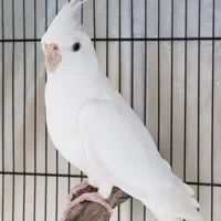 آلبینو .لوتینو .مرواریدی|پرنده|ری, ولی آباد|دیوار