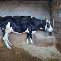 فروش فوری گاو ابستن|حیوانات مزرعه|چرداول, |دیوار