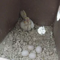 جفت عروس هلندی لوتینو مولد|پرنده|تهران, نازی‌آباد|دیوار