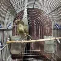 قناری ، سهره قناری ، عروس هلندی|پرنده|بهمن صغاد, |دیوار