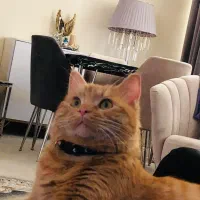 گربه نژاد جینجر