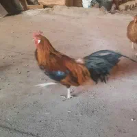 مرغ وخروس فونیکس|حیوانات مزرعه|قم, شهدا|دیوار