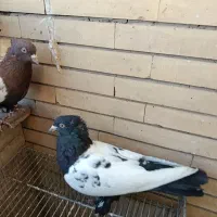 کفتر سینه ای|پرنده|کرمان, |دیوار