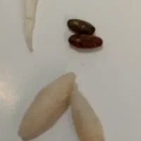 مهره|جواهرات|یاسوج, |دیوار