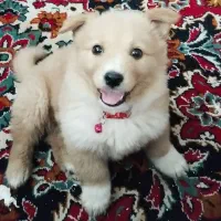 پامرانین اشپیتز خرسی ۳ماهه